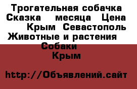 Трогательная собачка Сказка. 4 месяца › Цена ­ 1 - Крым, Севастополь Животные и растения » Собаки   . Крым